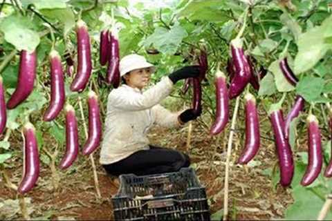 WOW! Amazing Agriculture Technology - Eggplant