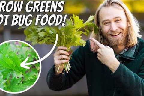 5 Bulletproof Leafy Greens That Are WAY EASIER TO GROW than Lettuce, Spinach, Arugula, and Kale