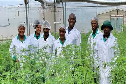 Can Hemp be Grown in South Africa?