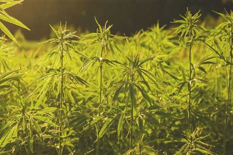 The Benefits of Hemp for Carbon Sequestration