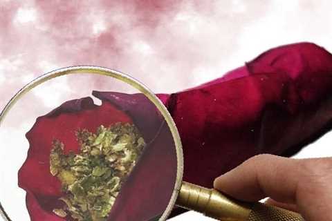 What is a Rose Blunt and Should You Even Try to Roll One?