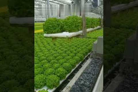 Organic farming or not?