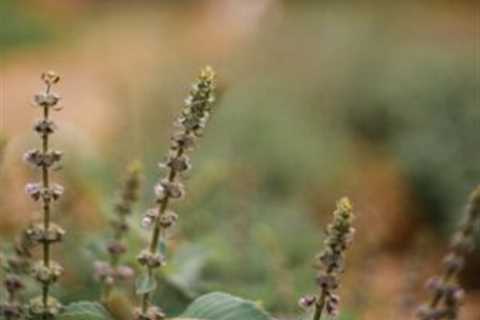 Holy Basil: The Sacred Herb of Ayurveda