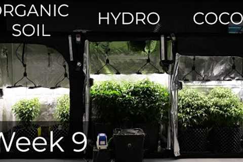 Organic Soil vs Coco vs Hydro week 9 update