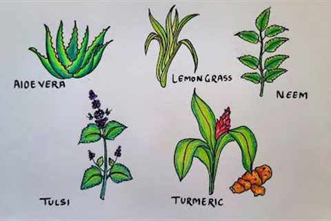 Medicinal Plants easy Drawing | Herbs Drawing | Science Project