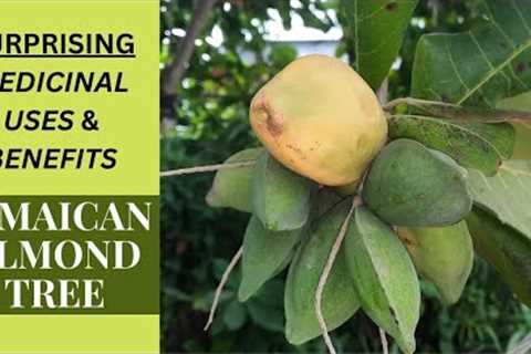 SURPRISING MEDICINAL USES & BENEFITS of JAMAICA''S ALMOND TREE (TERMINALIA CATAPPA)