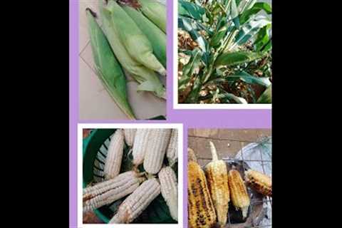 You needn''t a big chunk of land to eat organic/ healthy | Maizecorn grown in a house foundation