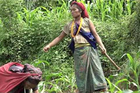 Digging land for growing maize purpose || Village life