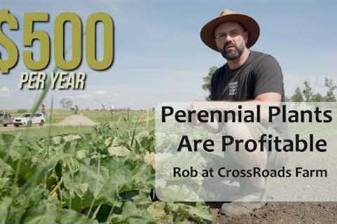 How to Make $500 SELLING SOUR on Your Permaculture Property ... Sweet!