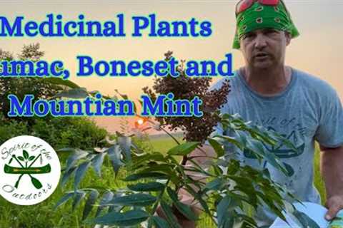Medicinal Plants Sumac, Boneset, and Mountian Mint