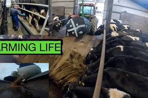 A DAY IN MY LIFE  REAL LIFE DAIRY FARMING -- IT''S A LIFESTYLE NOT A JOB --