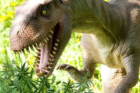 Dinosaurs Ate Cannabis and 9 Other Crazy Facts About Weed You Never Knew