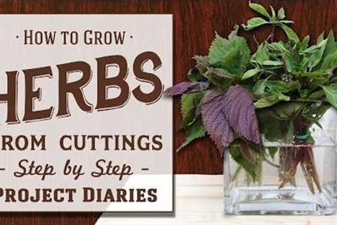 ★ How to: Grow Herbs from Cuttings (A Complete Step by Step Guide)