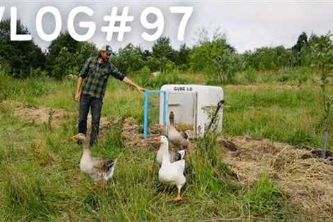 Our LATEST MOVEABLE GOOSE HOUSE | REUSING an IBC TANK | MULCHING TREES with STRAW | POLYTUNNEL CROPS