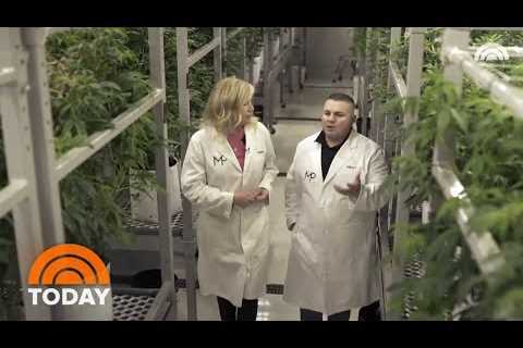 How CBD Is Extracted From Cannabis | TODAY