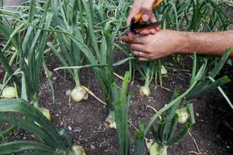 How To Grow BIGGER Onions With This One Tip!