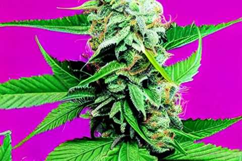 CBD Oak Ridge Tennessee - Brookside CBD