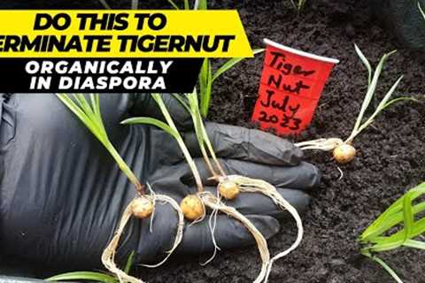Do This To Germinate And Grow Tigernut Organically In Diaspora