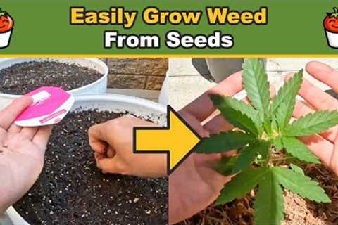 How to Easily Grow Weed (Cannabis) From Seeds | Tomato Bucket Easy Gardening Self-Watering Planter