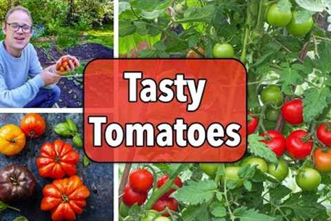 Growing Tomatoes From Sowing to Harvest