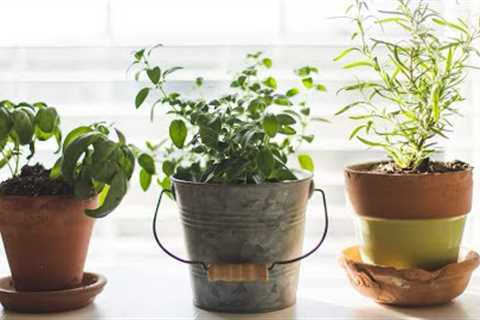 Why we love growing Herbs and DIY vitamin water