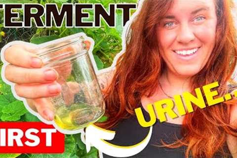 Urine As Fertilizer… EVERYTHING You Need To Know.