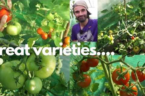 5 GREAT tomato varieties to grow!!