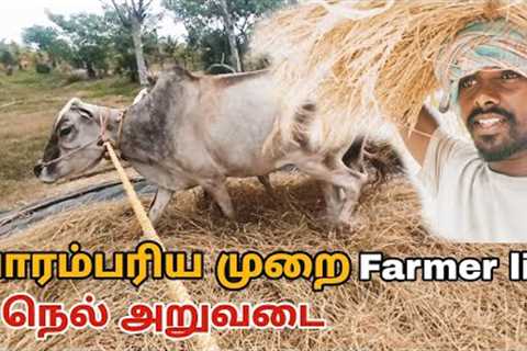 Traditional method of paddy processing | organic farming | farmer life