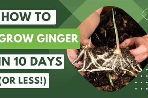 How To Grow Ginger in 10 Days (or Less!)