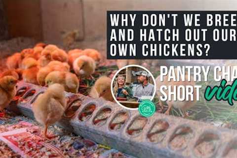 Breeding & Hatching Out Chickens | Pantry Chat SHORT