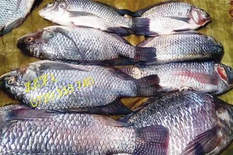 If you're in Ongata Rongai today, drop in for some.... TILAPIA Price per fish:…