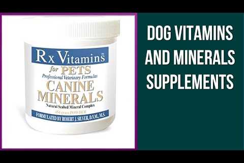 Top 5 Best Dog Vitamins and Minerals Supplements with Best Price in 2020