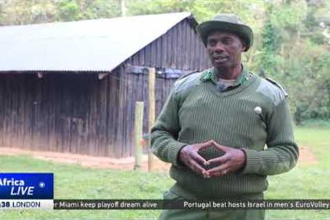 Kenyan community harvests medicinal plants from tropical forests while preserving indigenous trees