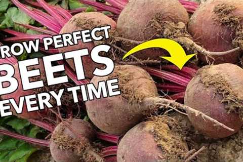 Grow Perfect Beets/Beetroot Every Time!