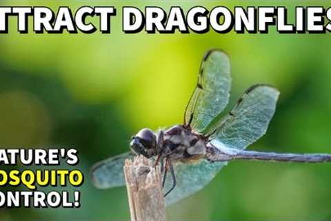 How To Attract DRAGONFLIES For A MOSQUITO FREE Yard And Garden!
