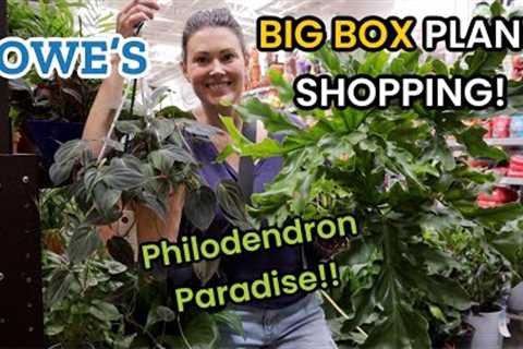 Beautiful HUGE Philodendron at Lowe''s! Big Box Plant Shopping & Plant Haul - Charlotte, NC