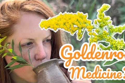The Major Myth About Goldenrod | Misconception Exposed! | Medicinal Properties