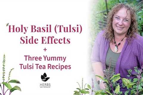 Tulsi Tea Benefits | Holy Basil Side Effects