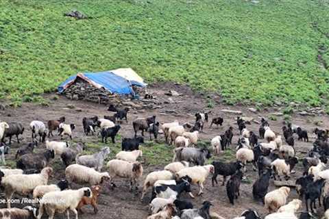Himalayan Sheep Shepherd Life in Nepal | Organic Shepherd Food | Village Life Nepal | Real Life🇳🇵