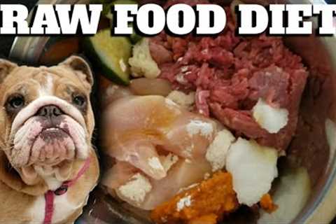 Raw Food Diet For Dogs! English Bulldogs Eating RAW MEAT