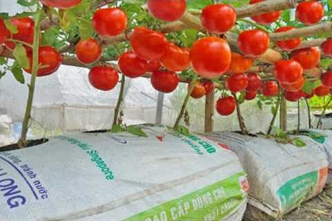 Grow tomatoes for your family with this method, you won''t have to buy tomatoes anymore