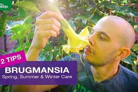 How to grow Brugmansia plants - Spring, Summer & Winter Tips!