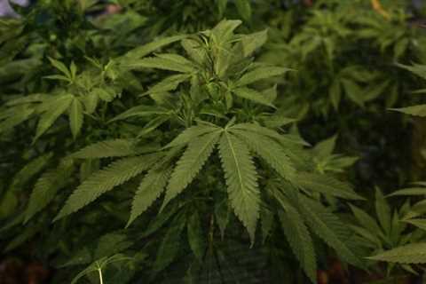 Pinoys back legalizing medical marijuana