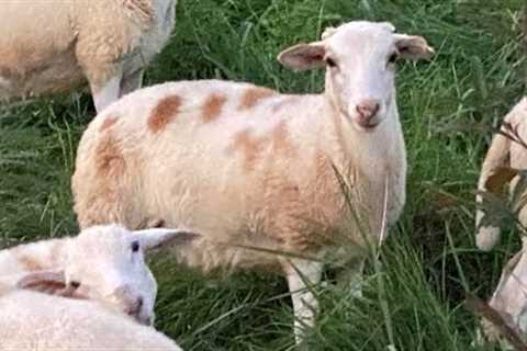 Here are some Green Pastures Farm sheep genetics available in Ohio!