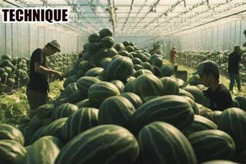 How Expensive Melon Fruits Are Harvested And Processed In An Organic Farm With Modern Technology