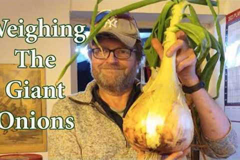 Allotment Diary : Weighing this years Giant Onions.