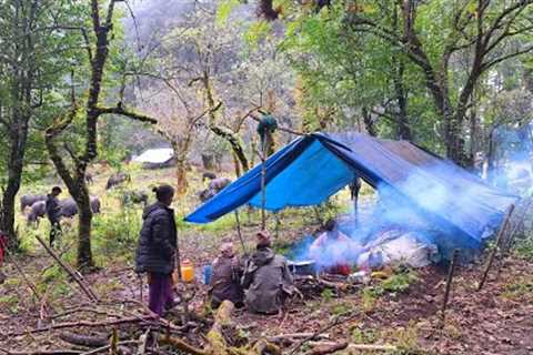 Nepali Mountain Village Life | Nepal | Shepherd Life |Organic Shepherd Food | Real Life Nepal |