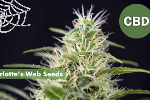 Sour Diesel Cannabis Seeds Vs Charlotte’s Web Cannabis Seeds: What You Need To Know Before Buying?