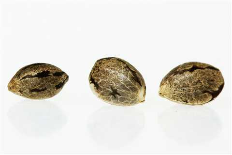 Kush Cannabis Seeds Vs Cannabis Indica Cannabis Seeds: Which Is Better For You In 2023?