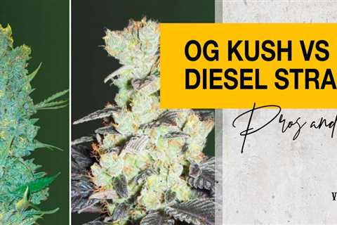 Kush Cannabis Seeds Vs Sour Diesel Cannabis Seeds: What You Need To Know Before Buying?